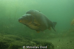 Carp - Leštinka Lake by Miroslav Ďorď 